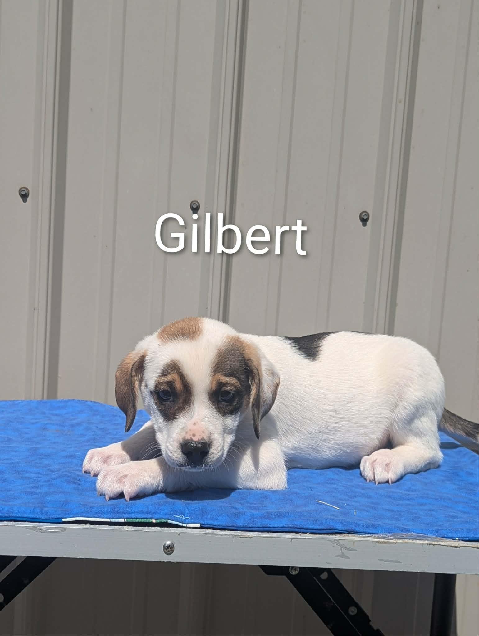 Enlarge Gilbert, a ADOPTABLE Mixed Breed in Logan, OH image 1/1