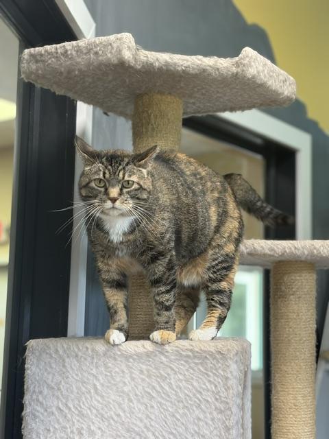 Princess, ADOPTABLE, Senior Female Domestic Short Hair.