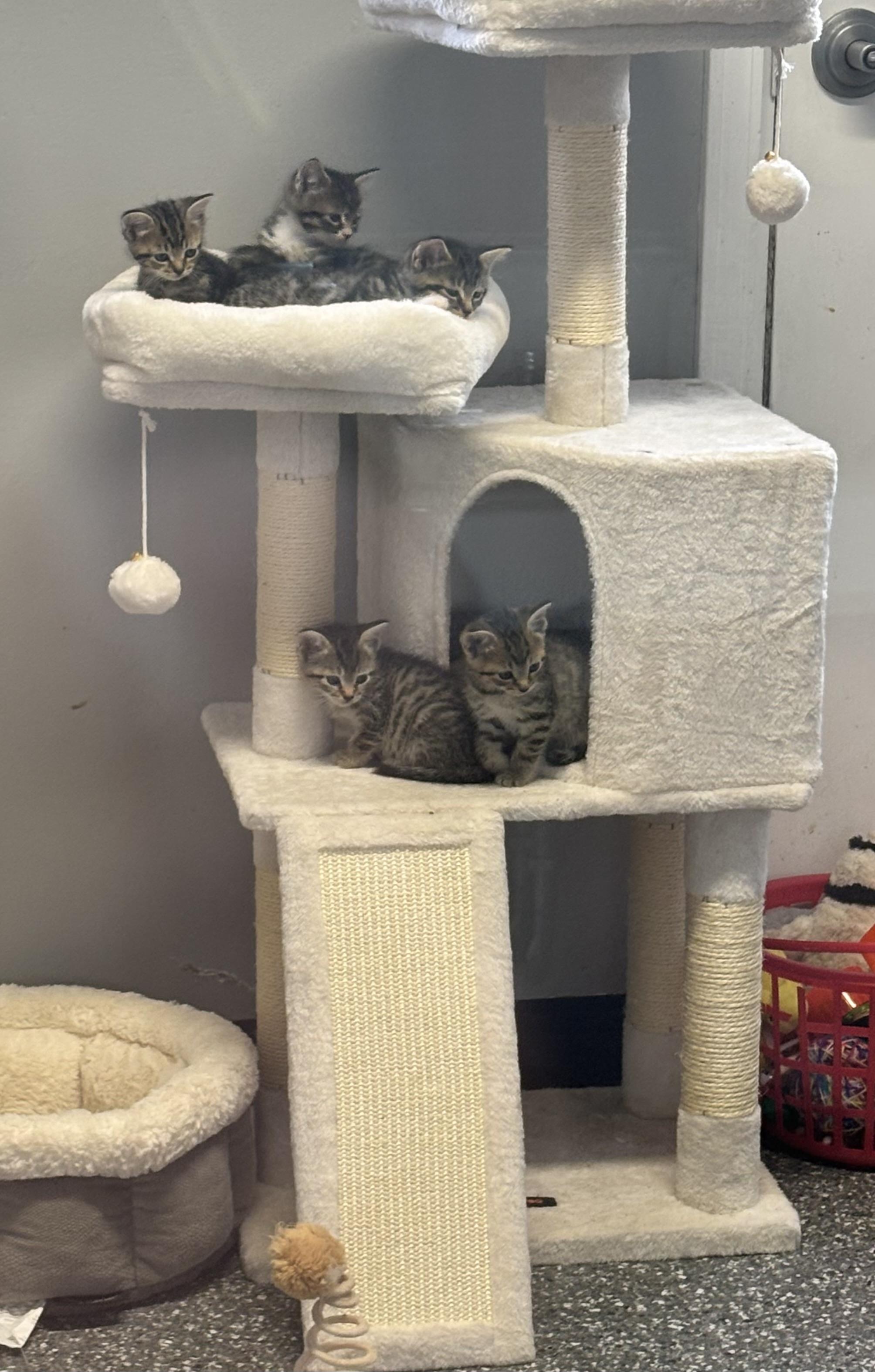 Kittens, ADOPTABLE, Young Female Domestic Short Hair.