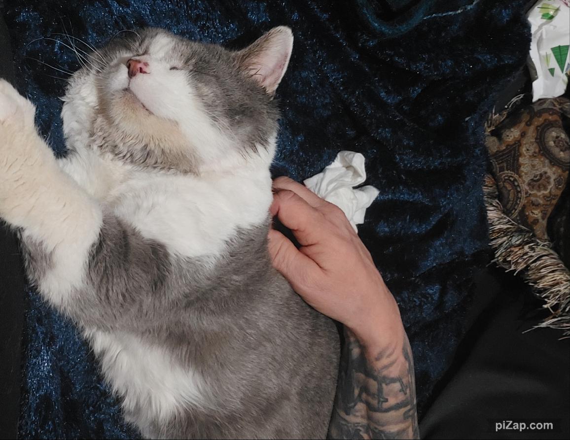 Clark, Adoptable, Adult Male Domestic Short Hair.