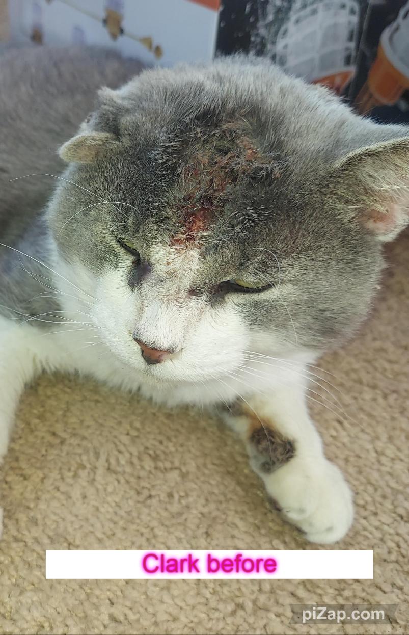 Enlarge Clark, a Adoptable Domestic Short Hair in Crown Point, IN image 5/5