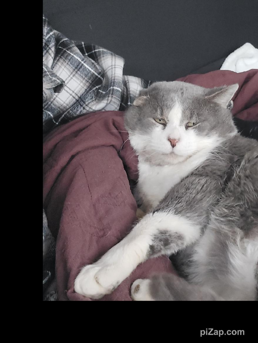 Enlarge Clark, a Adoptable Domestic Short Hair in Crown Point, IN image 3/5