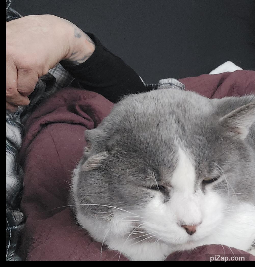 Enlarge Clark, a Adoptable Domestic Short Hair in Crown Point, IN image 4/5