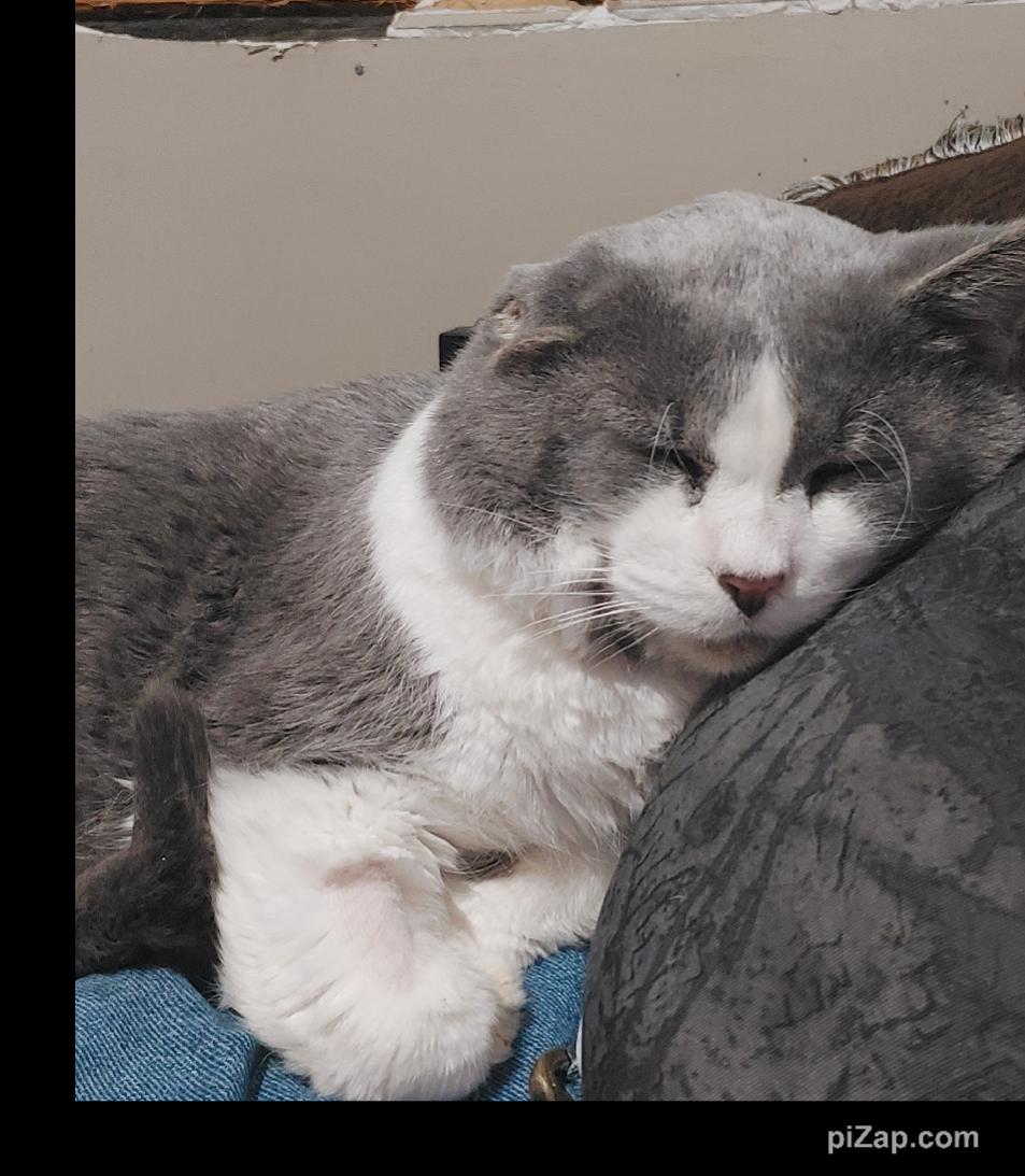 Clark, Adoptable, Adult Male Domestic Short Hair.