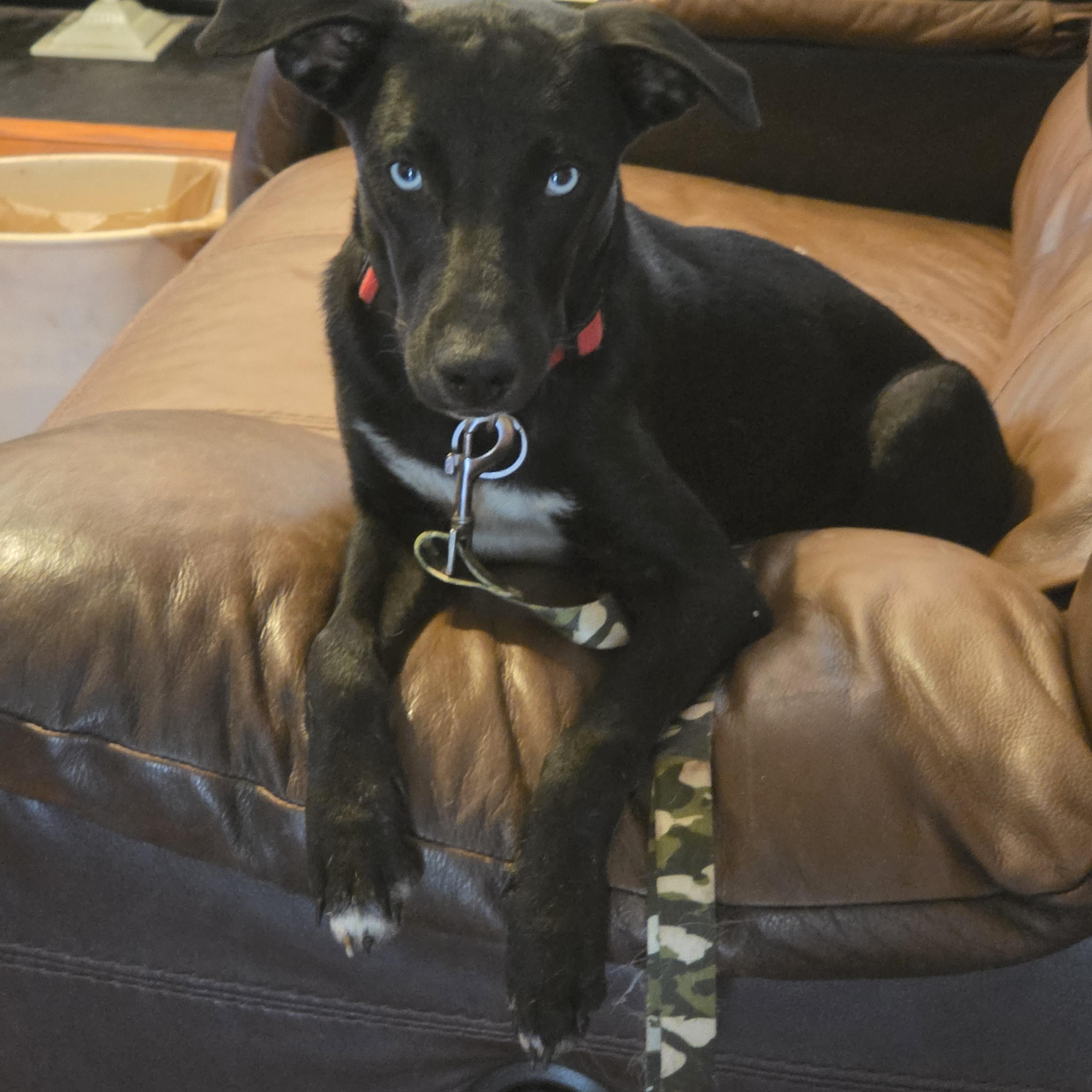 Enlarge SILAS McGRUDER, a Adoptable mixed breed in Troutman, NC image 2/5