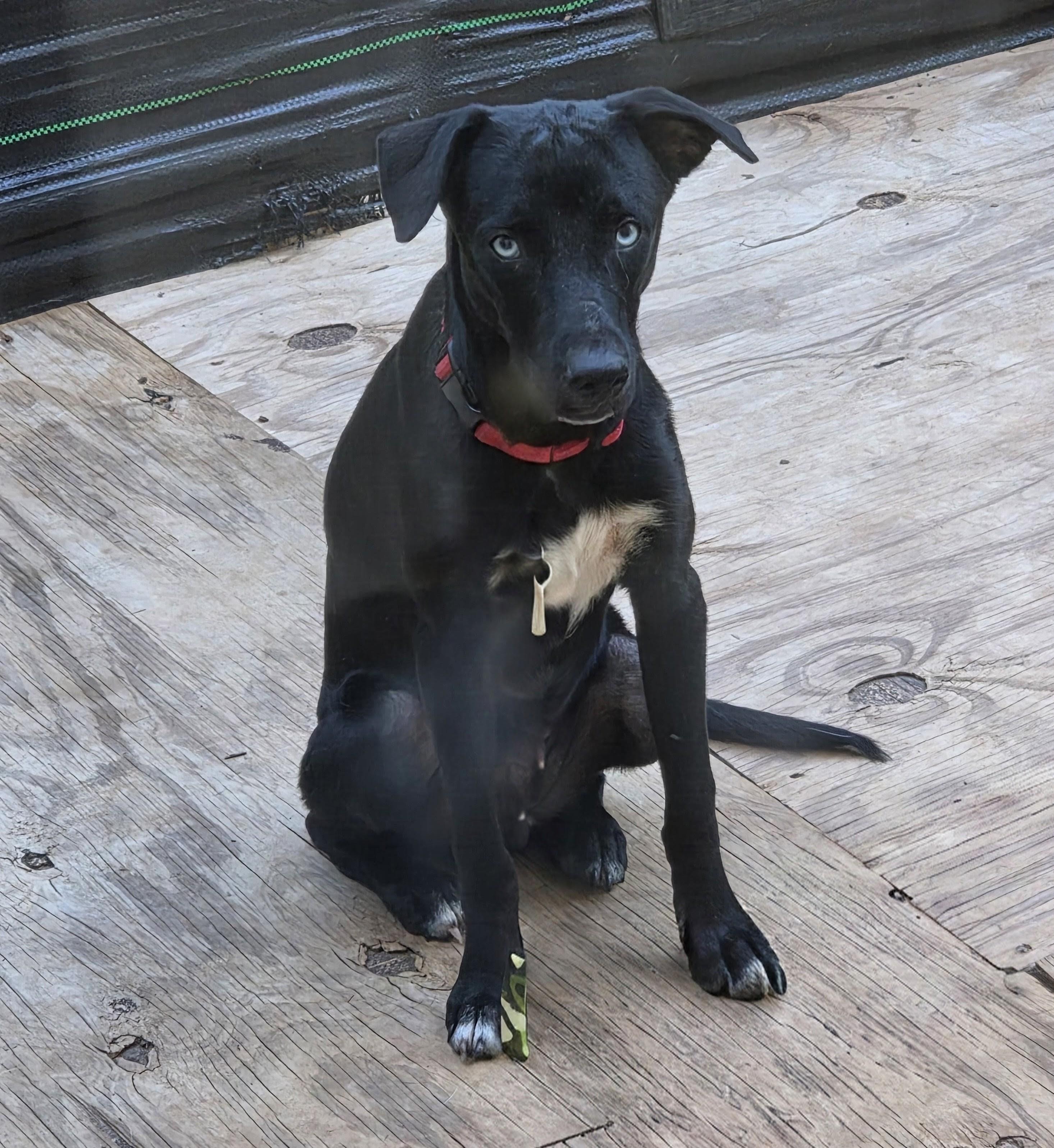 Enlarge SILAS McGRUDER, a Adoptable mixed breed in Troutman, NC image 4/5