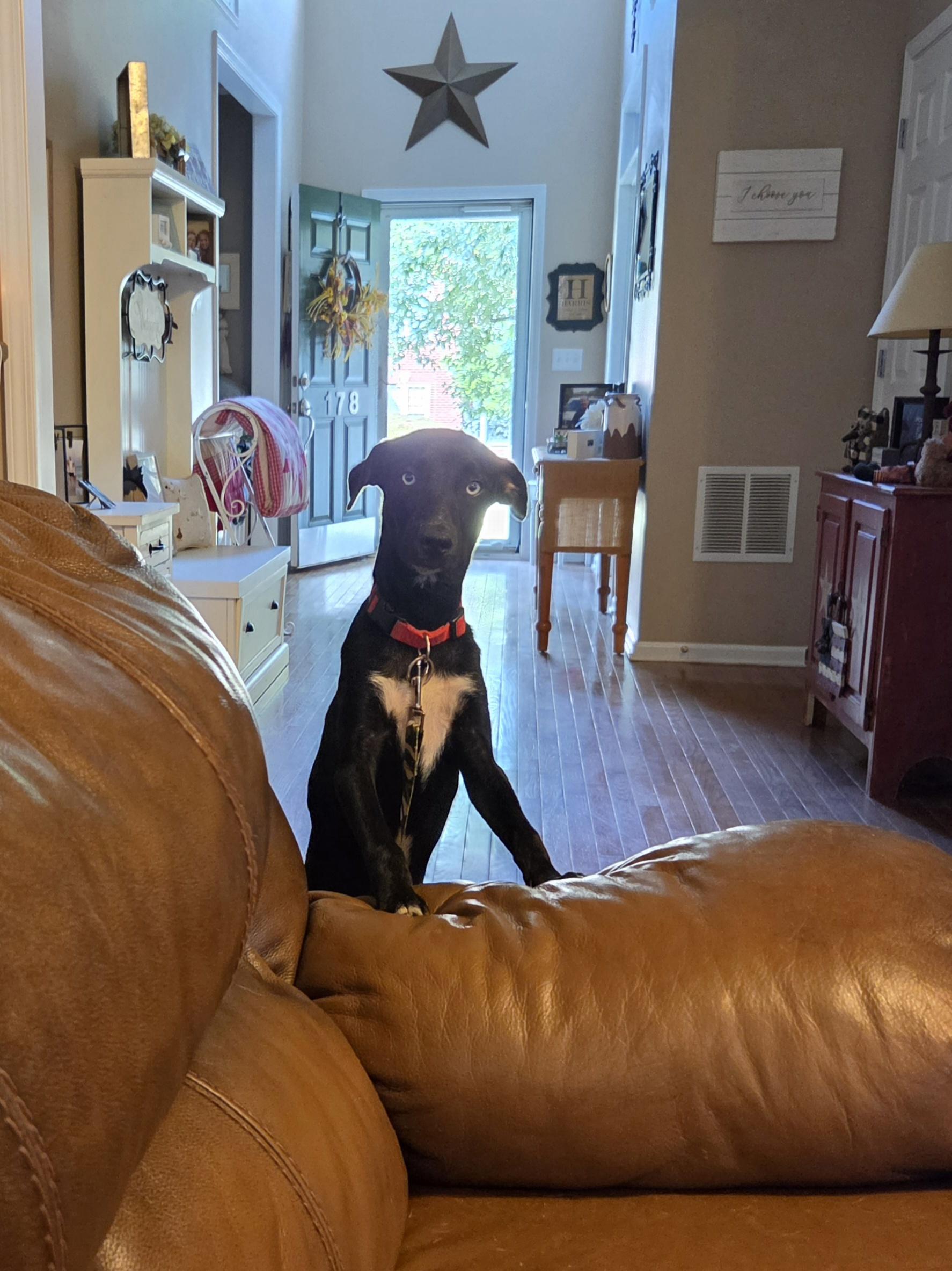 Enlarge SILAS McGRUDER, a Adoptable mixed breed in Troutman, NC image 3/5