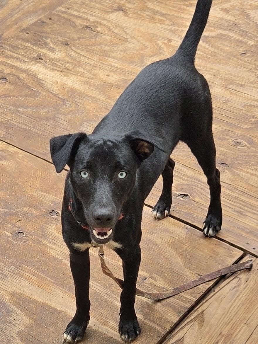 Enlarge SILAS McGRUDER, a Adoptable mixed breed in Troutman, NC image 5/5