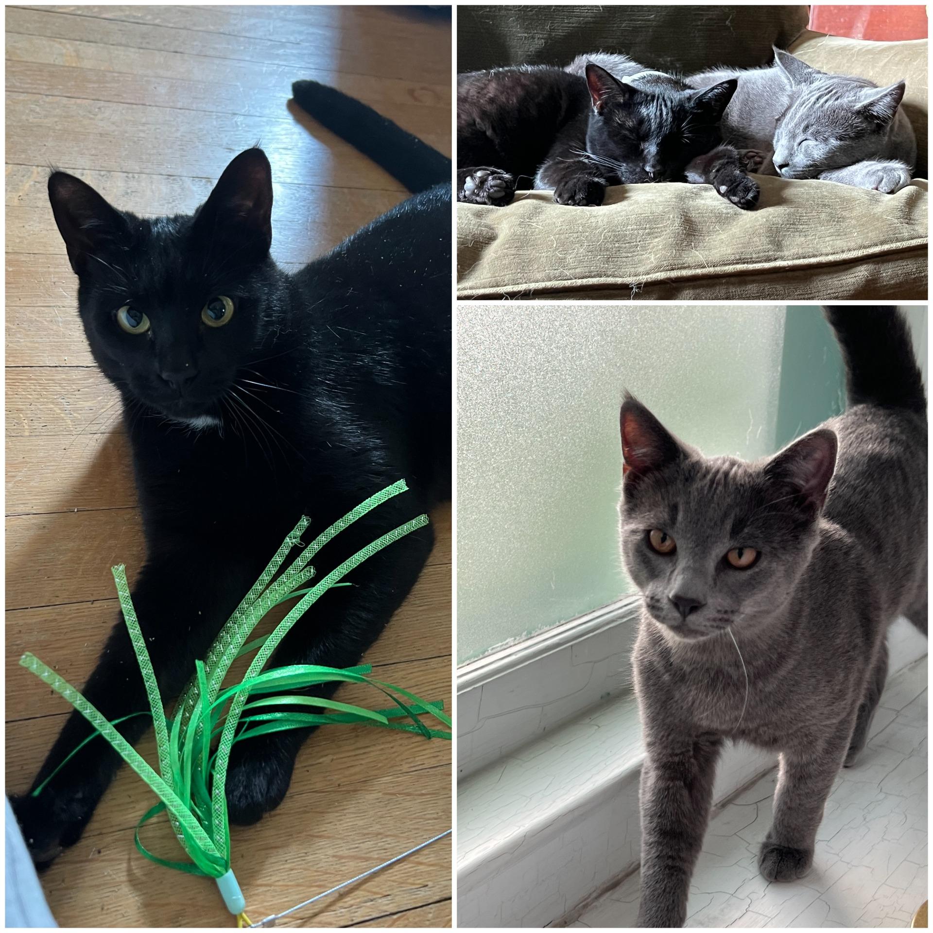 Enlarge Ember & Boo, a Adoptable Domestic Short Hair in Honeoye, NY image 1/1