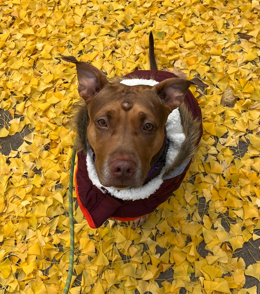 Jasmine, Adopted, Adult Female Mixed Breed.