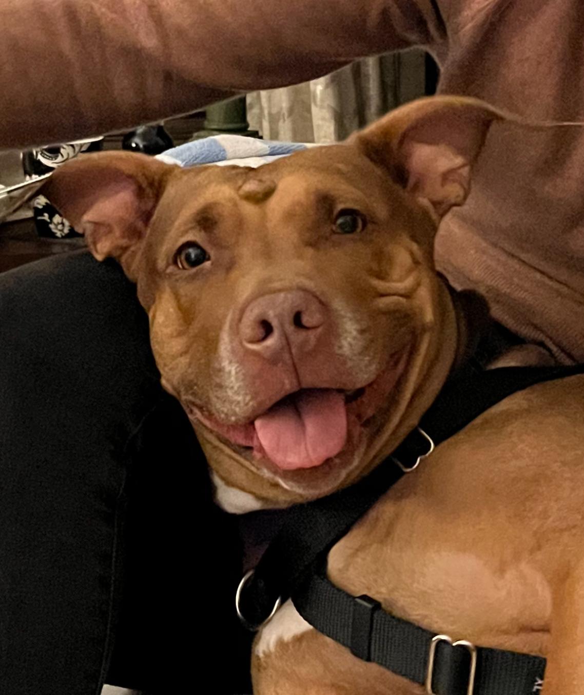 Jasmine, a Adopted mixed breed in New York, NY image 3/5