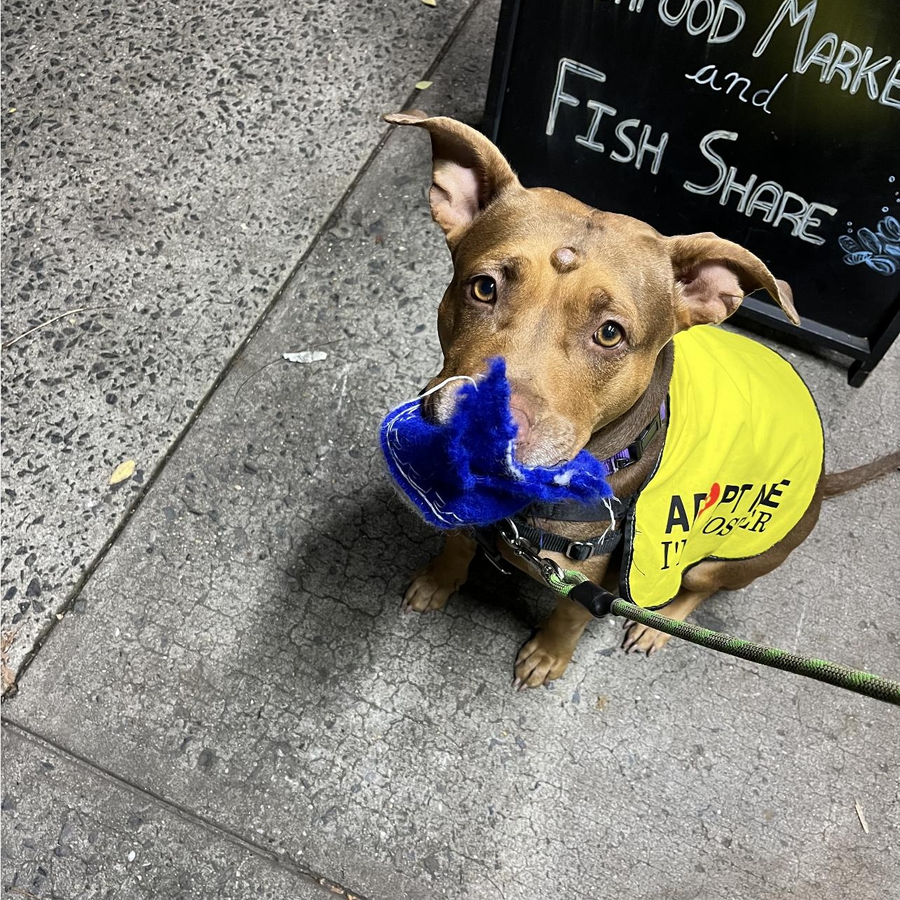 Jasmine, a Adopted mixed breed in New York, NY image 5/5