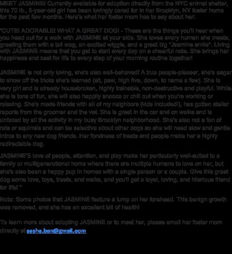 Jasmine, a Adopted mixed breed in New York, NY image 2/5