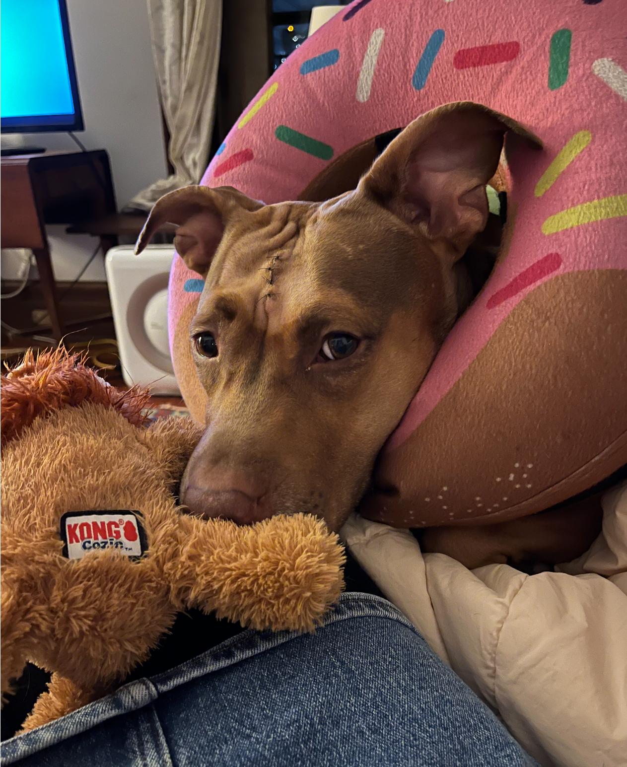 Jasmine, a Adopted mixed breed in New York, NY image 4/5