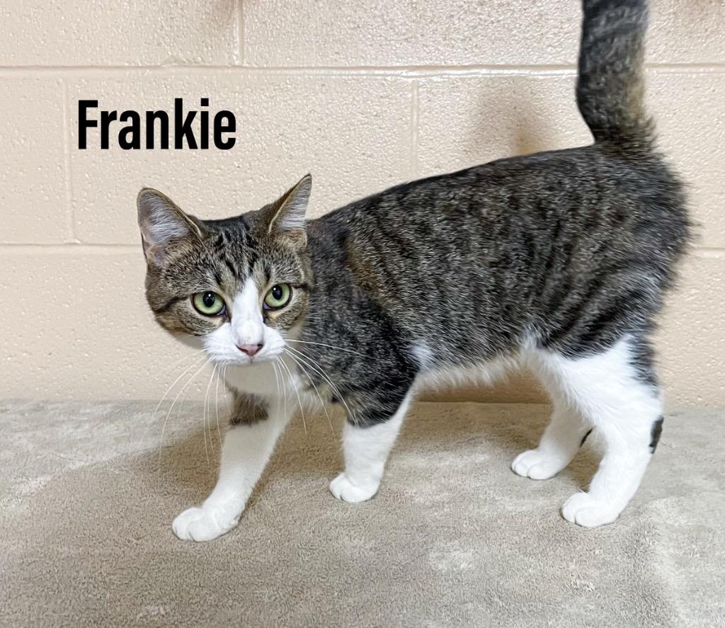 Frankie, Adoptable, Adult Female Domestic Short Hair.