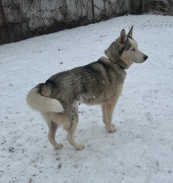 Enlarge Athena, an adoptable Husky in Englishtown, NJ image 1/1