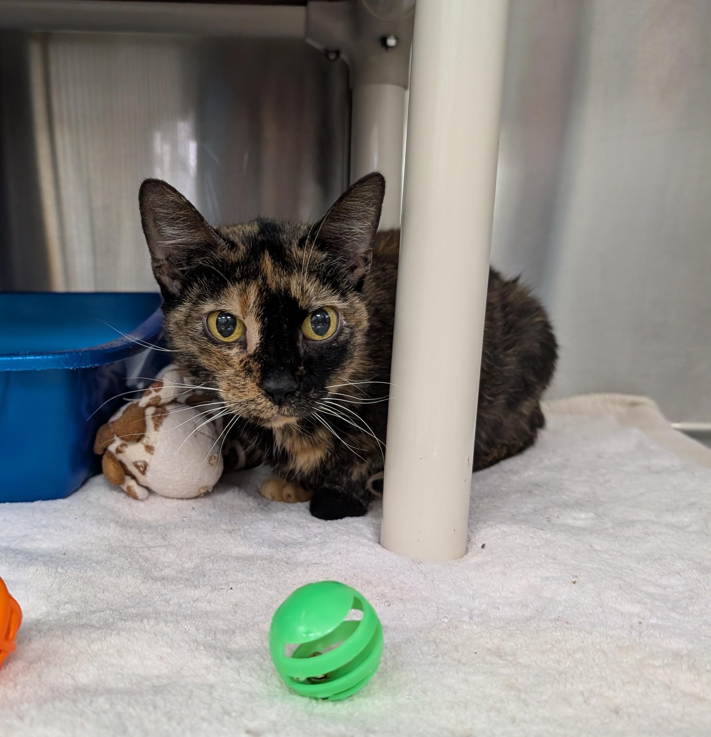 Clara, ADOPTABLE, Senior Female Domestic Short Hair.