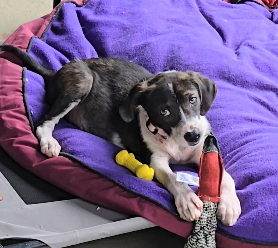 Bumblebee, a Adoptable mixed breed in Evergreen, CO image 4/5