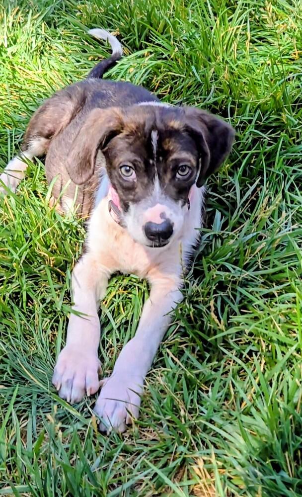 Bumblebee, a Adoptable mixed breed in Evergreen, CO image 1/5