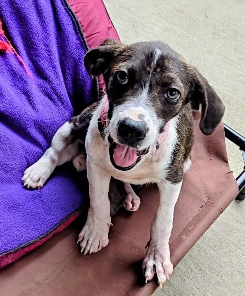 Bumblebee, a Adoptable mixed breed in Evergreen, CO image 3/5