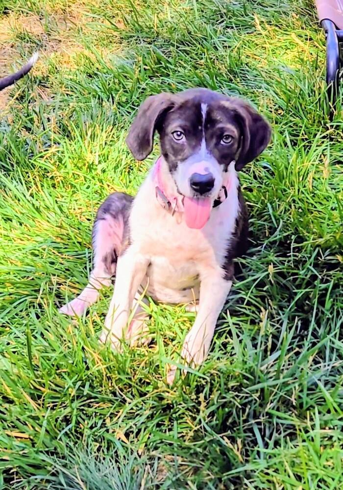 Bumblebee, a Adoptable mixed breed in Evergreen, CO image 2/5