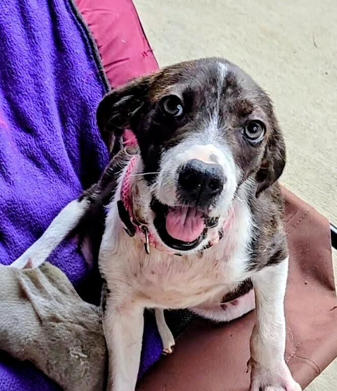 Bumblebee, a Adoptable mixed breed in Evergreen, CO image 5/5