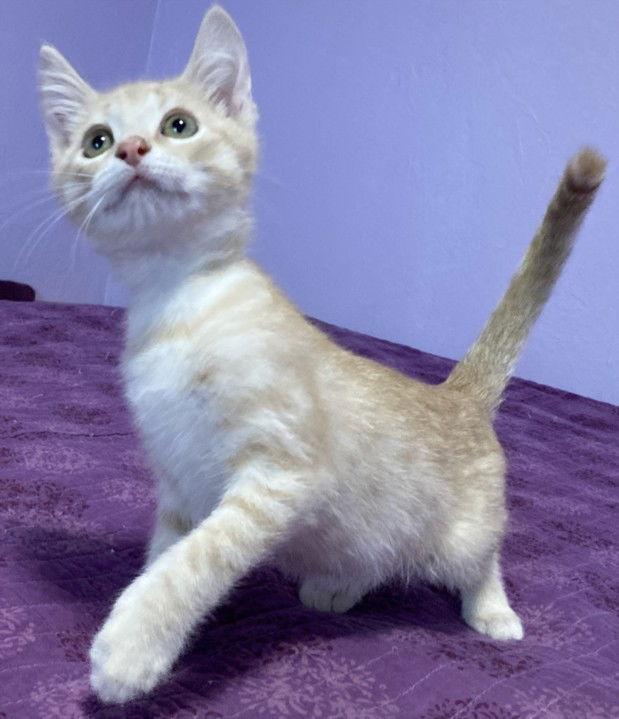*CHEESE PUFF, Adoptable, Kitten Male Domestic Short Hair.