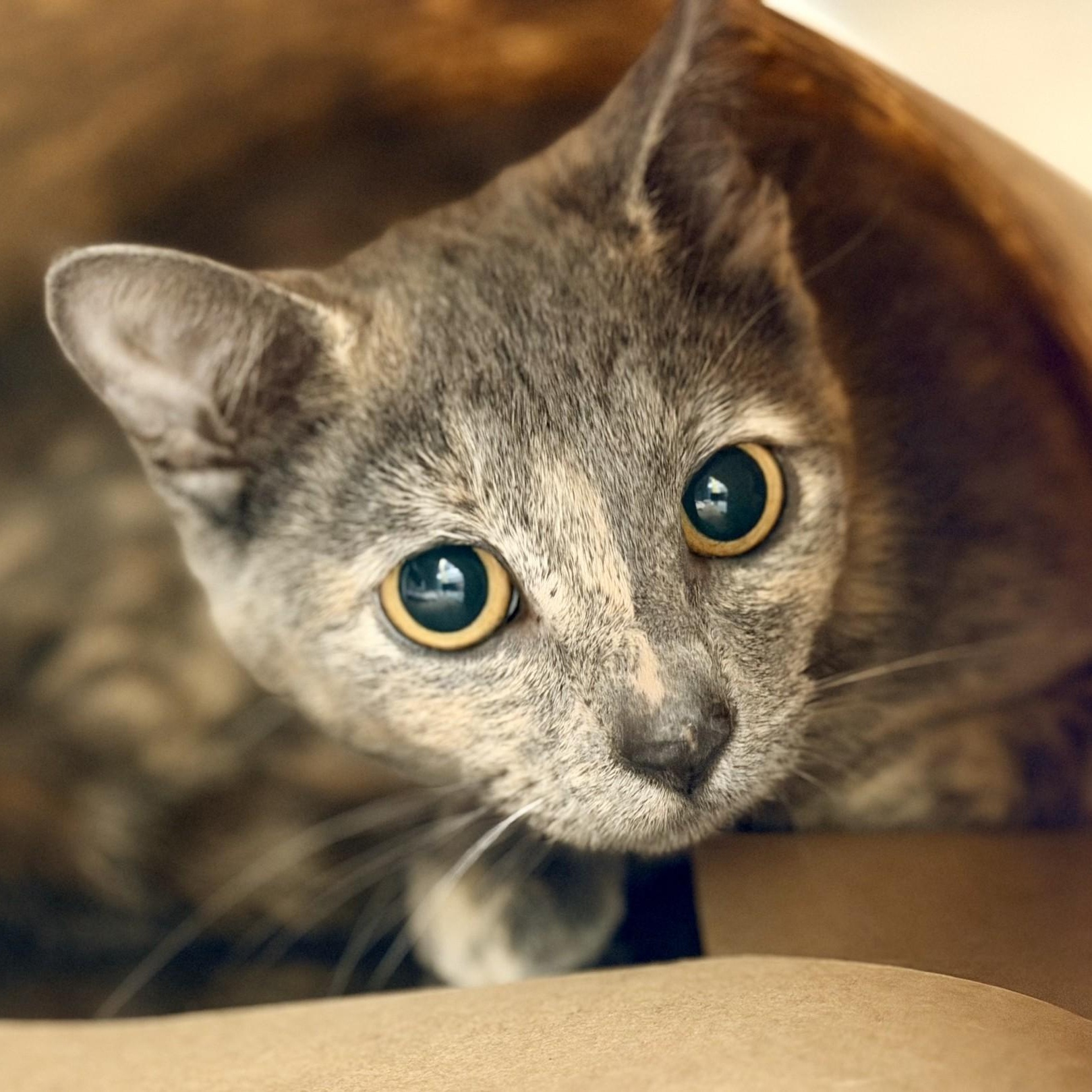 Enlarge Brittle, a ADOPTABLE Domestic Short Hair in Jackson, NJ image 2/2