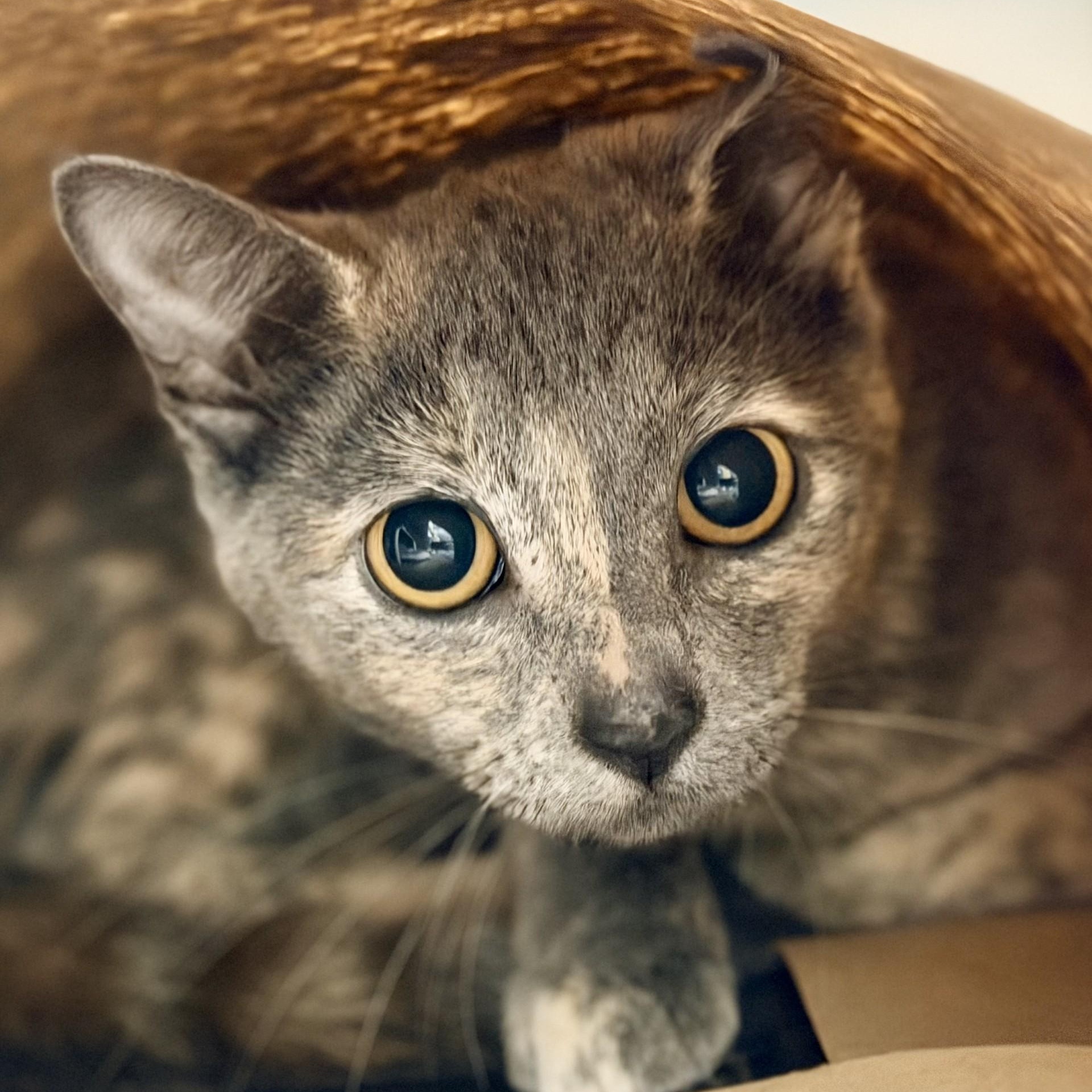Enlarge Brittle, a ADOPTABLE Domestic Short Hair in Jackson, NJ image 1/2