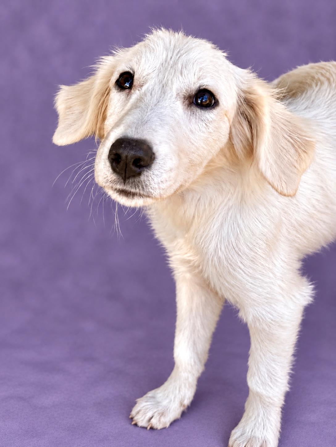 Bella, Adoptable, Young Female Great Pyrenees.