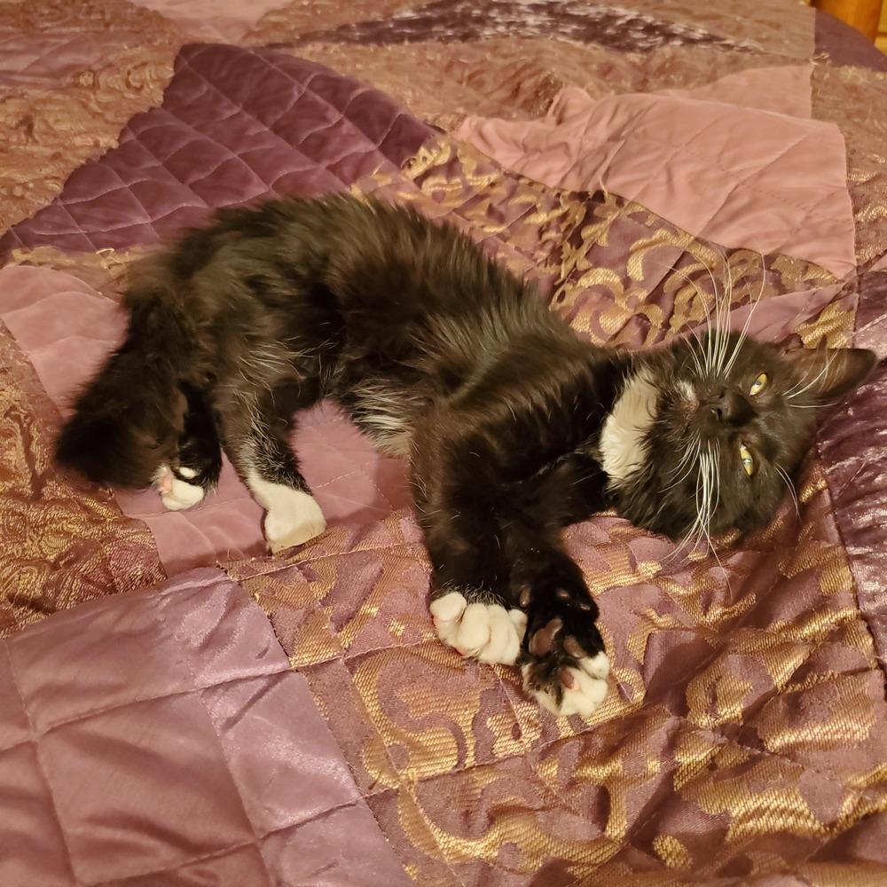 Enlarge Esme, a Adopted Domestic Medium Hair in Youngsville, NC image 1/5