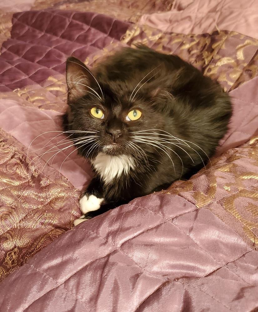 Enlarge Esme, a Adopted Domestic Medium Hair in Youngsville, NC image 2/5