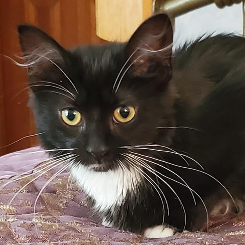 Enlarge Esme, a Adopted Domestic Medium Hair in Youngsville, NC image 3/5
