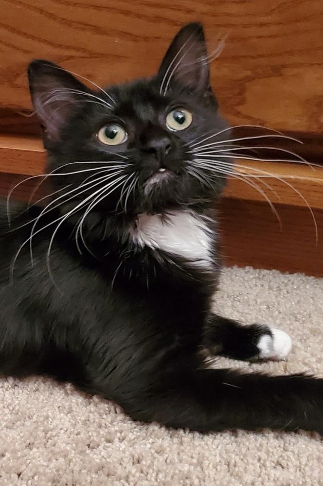 Enlarge Esme, a Adopted Domestic Medium Hair in Youngsville, NC image 4/5