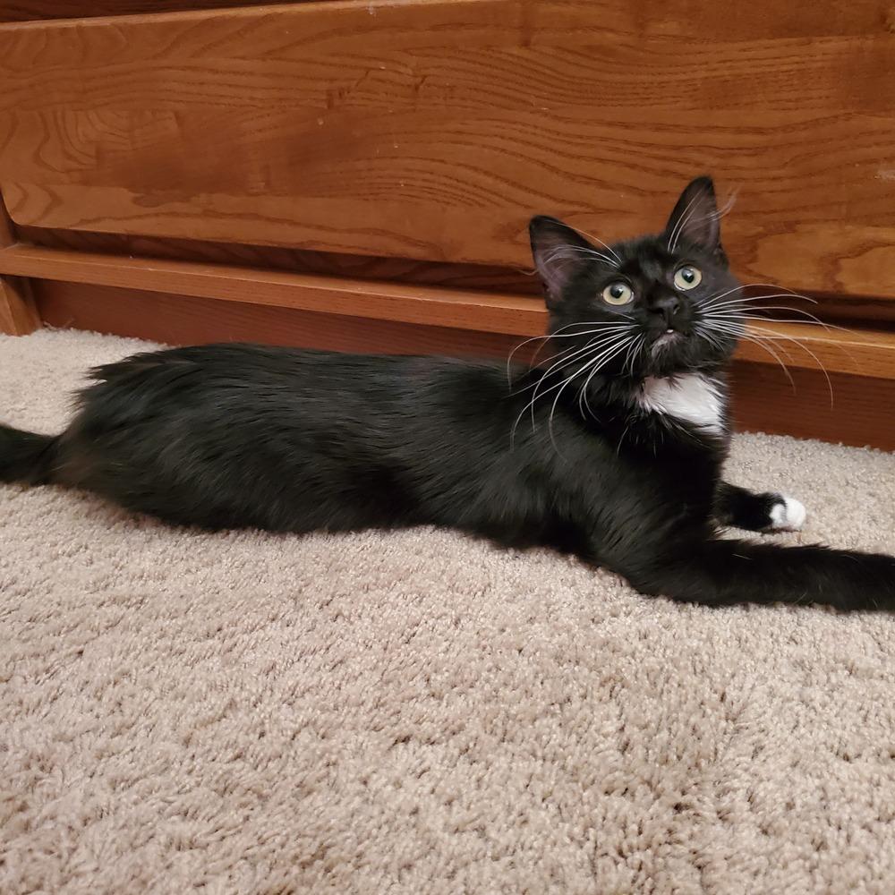 Enlarge Esme, a Adopted Domestic Medium Hair in Youngsville, NC image 5/5