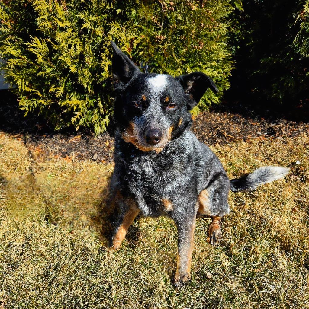 Enlarge Willow, a Adoptable Australian Cattle Dog / Blue Heeler in Indianapolis, IN image 1/3