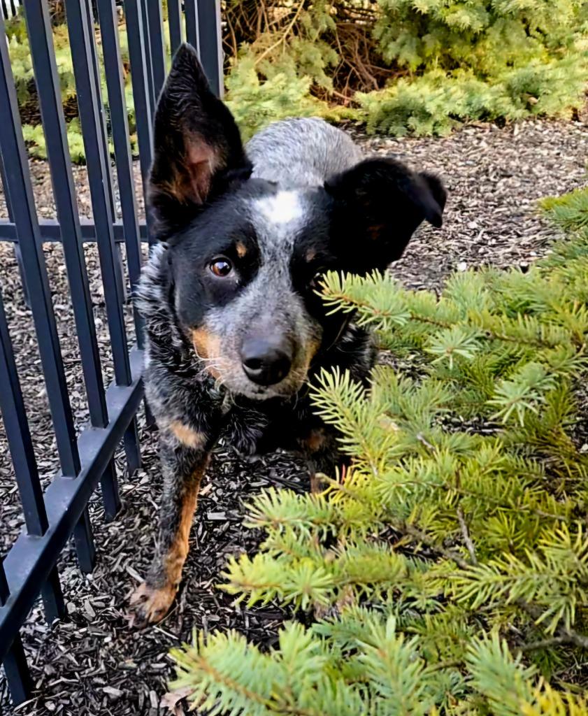 Willow, Adoptable, Adult Female Australian Cattle Dog / Blue Heeler.