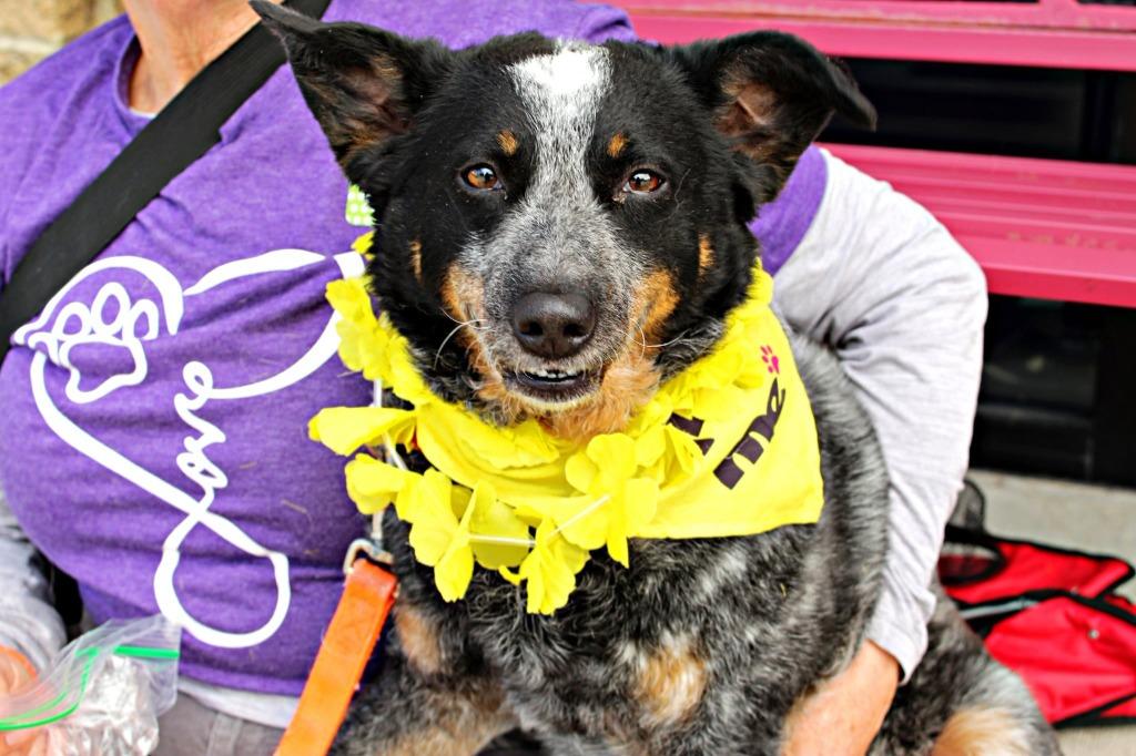 Enlarge Willow, a Adoptable Australian Cattle Dog / Blue Heeler in Indianapolis, IN image 2/3