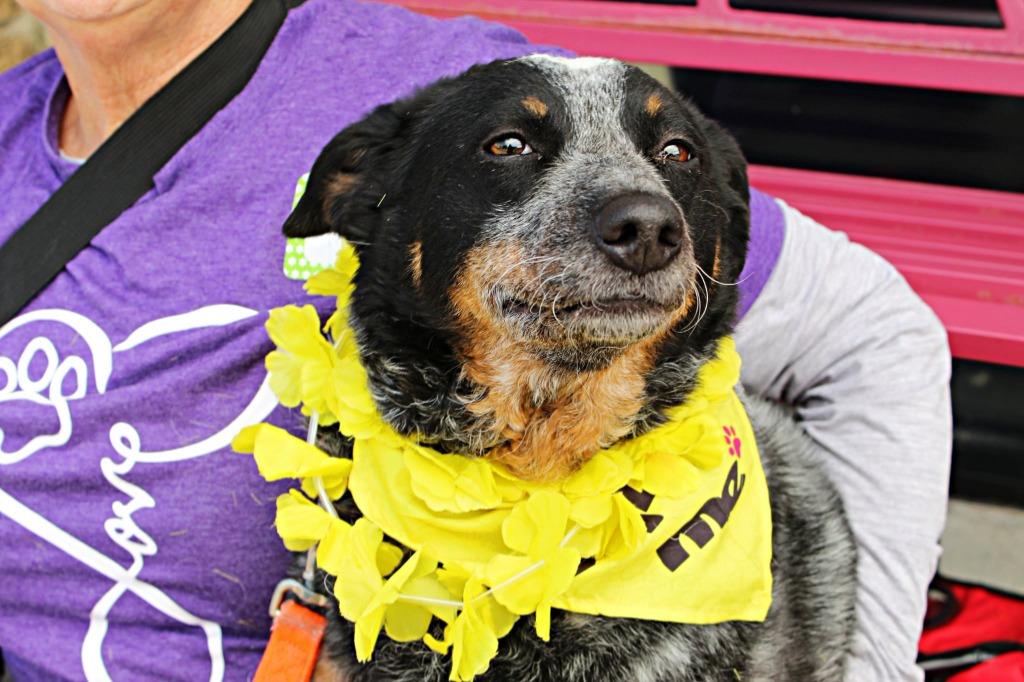 Enlarge Willow, a Adoptable Australian Cattle Dog / Blue Heeler in Indianapolis, IN image 3/3