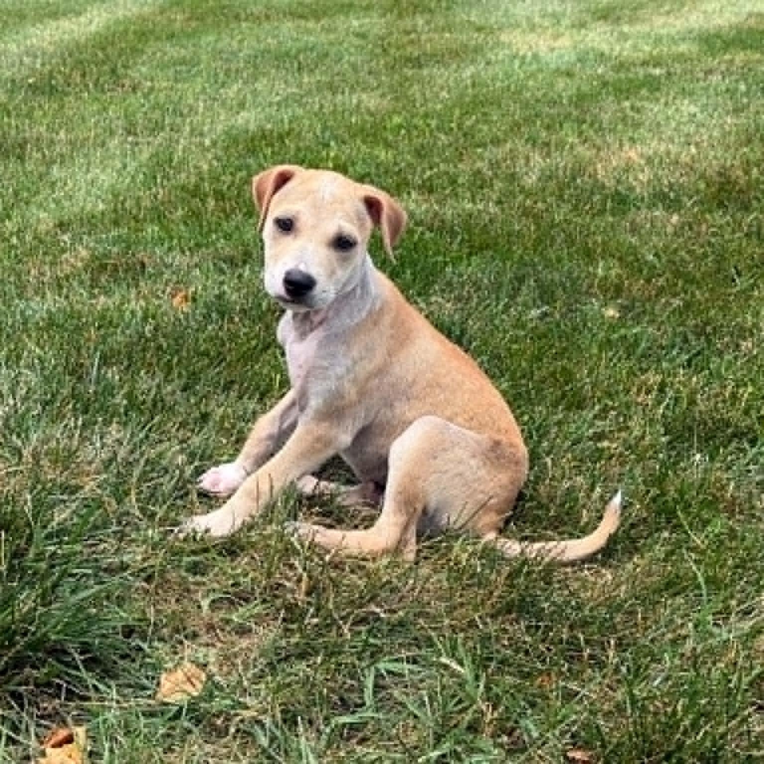 Peanut Butter, ADOPTABLE, Puppy Male Labrador Retriever.