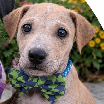 Enlarge Peanut Butter, a ADOPTABLE mixed breed in Sunderland, MD image 2/3
