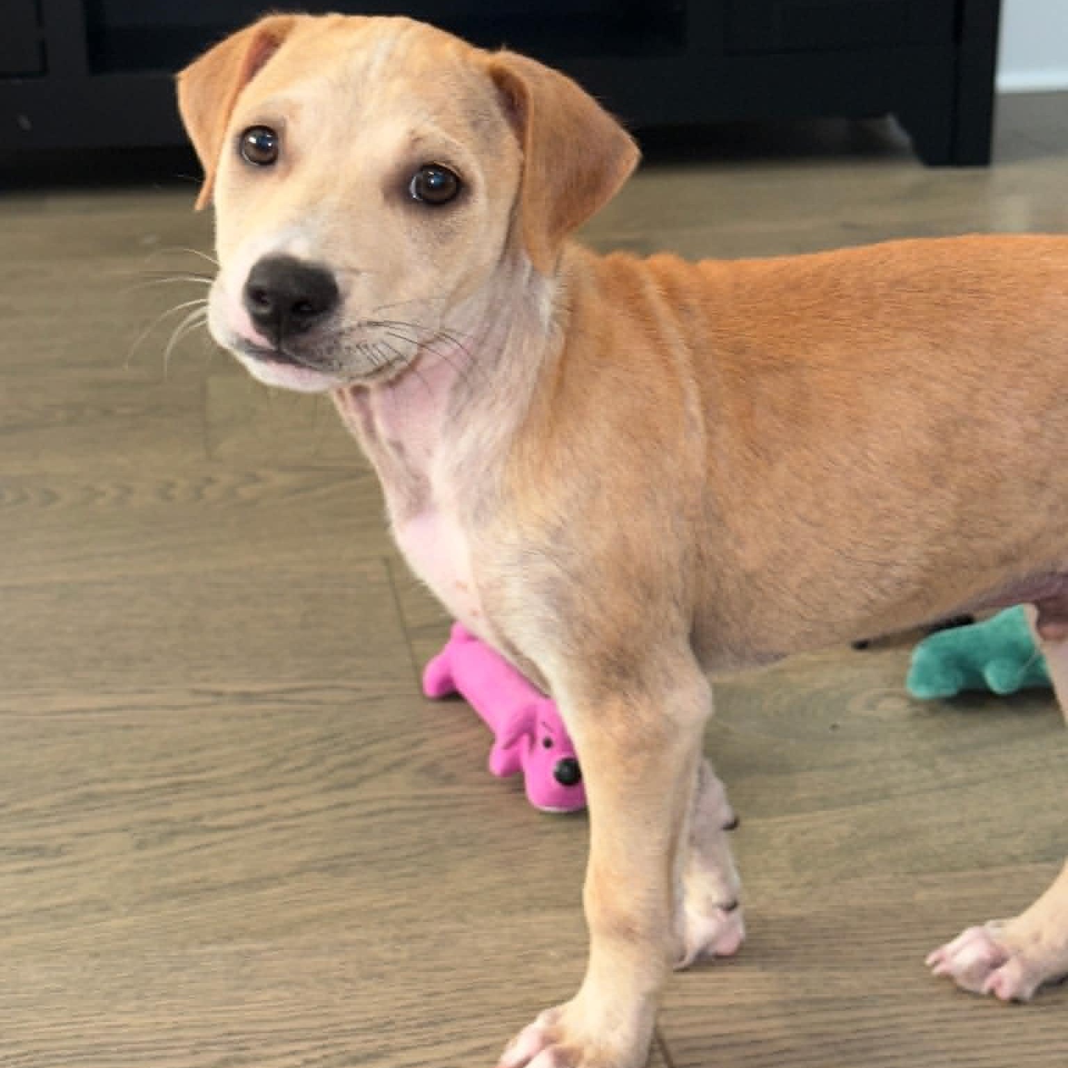 Enlarge Peanut Butter, a ADOPTABLE mixed breed in Sunderland, MD image 3/3