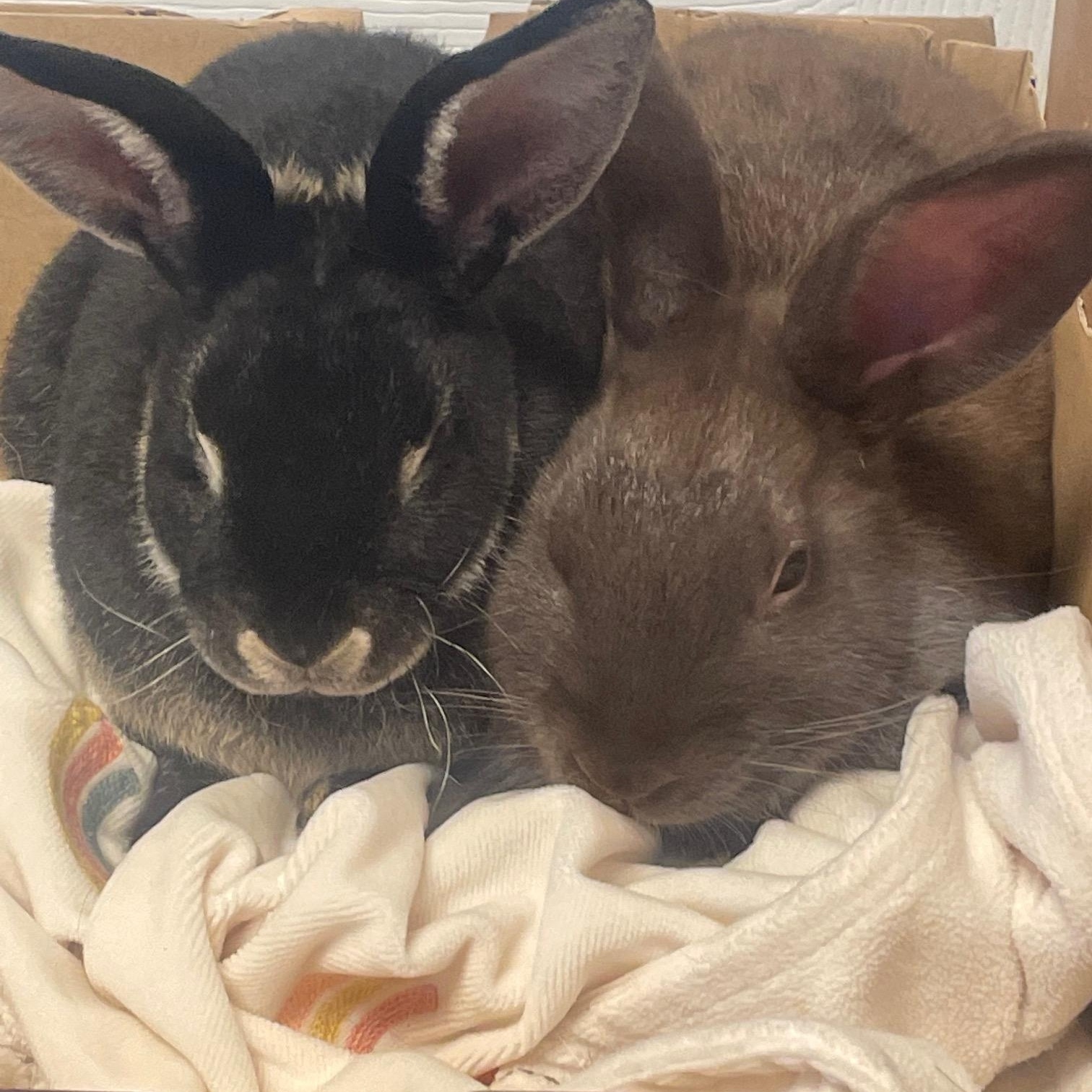 Dusty*, a Adoptable Silver Marten in Independence, VA image 1/3