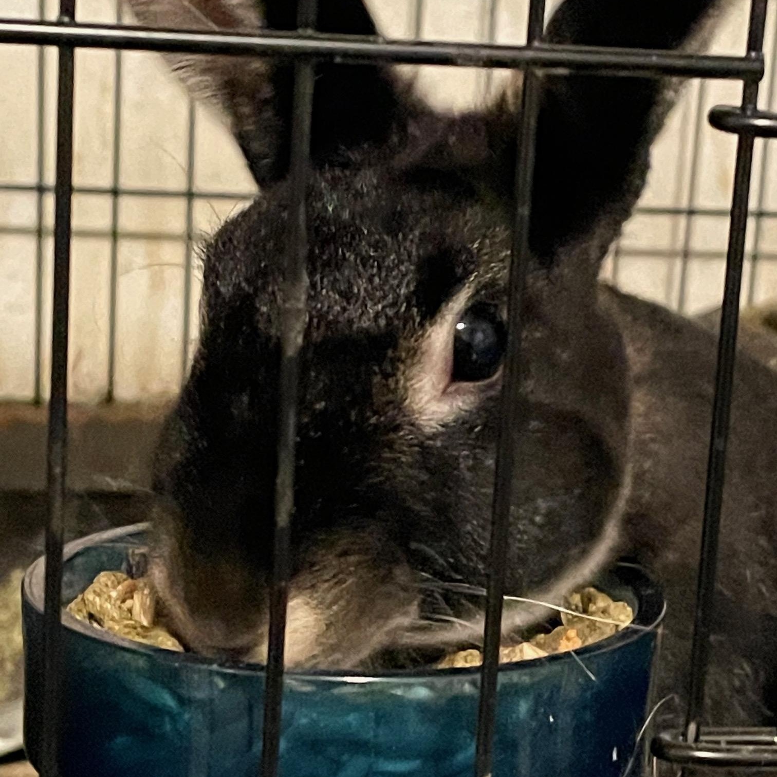Dusty*, a Adoptable Silver Marten in Independence, VA image 2/3