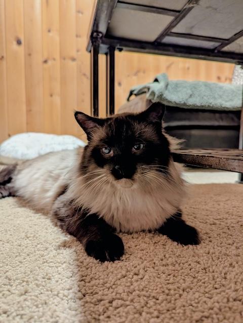 Enlarge Halibut, an adoptable mixed breed in Denver, CO image 1/6