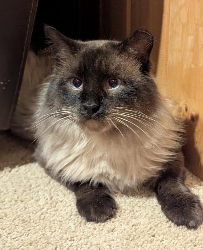 Enlarge Halibut, an adoptable mixed breed in Denver, CO image 2/6