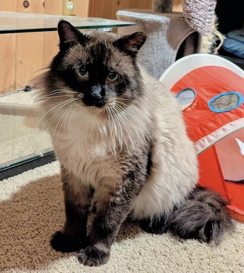 Enlarge Halibut, an adoptable mixed breed in Denver, CO image 3/6