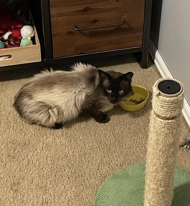 Enlarge Halibut, an adoptable mixed breed in Denver, CO image 4/6