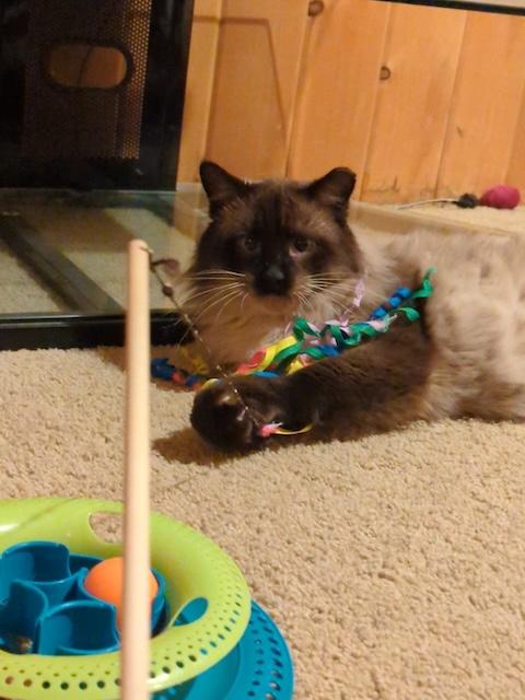 Enlarge Halibut, an adoptable mixed breed in Denver, CO image 5/6