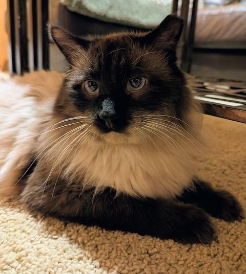 Enlarge Halibut, an adoptable mixed breed in Denver, CO image 6/6